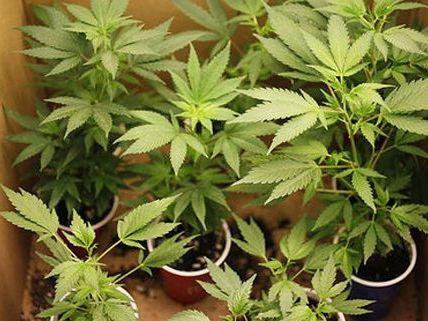 In der Wohnung des in Hernals angehaltenen Mannes fand man Cannabis In der Wohnung des in Hernals angehaltenen Mannes fand man Cannabis