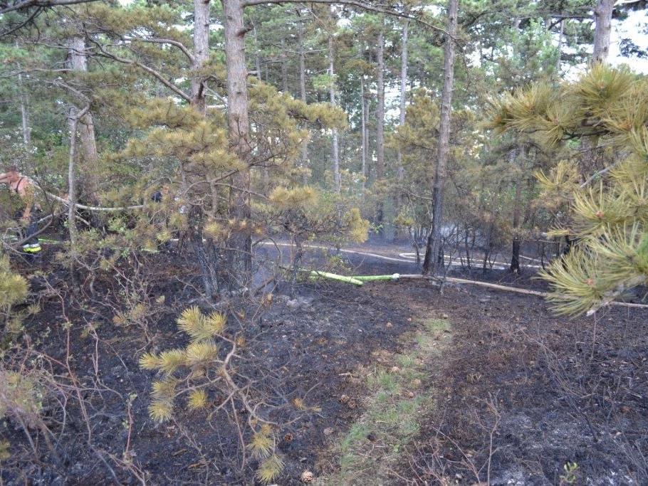 Am Sonntag kam es aus noch ungeklärter Ursache zu einem Waldbrand in NÖ.