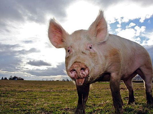 Eher ungewöhnlich war die Beute der Diebe - sie hatten es auf Ferkel und Schafe abgesehen