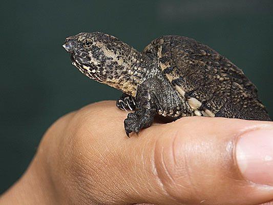 Diese niedliche kleine Schnappschildkröte wurde in Schönbrunn geboren