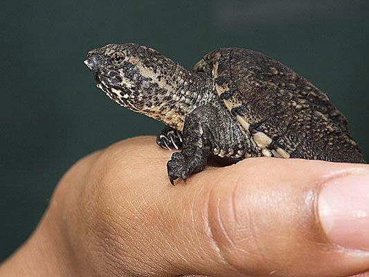 Diese niedliche kleine Schnappschildkröte wurde in Schönbrunn geboren Diese niedliche kleine Schnappschildkröte wurde in Schönbrunn geboren