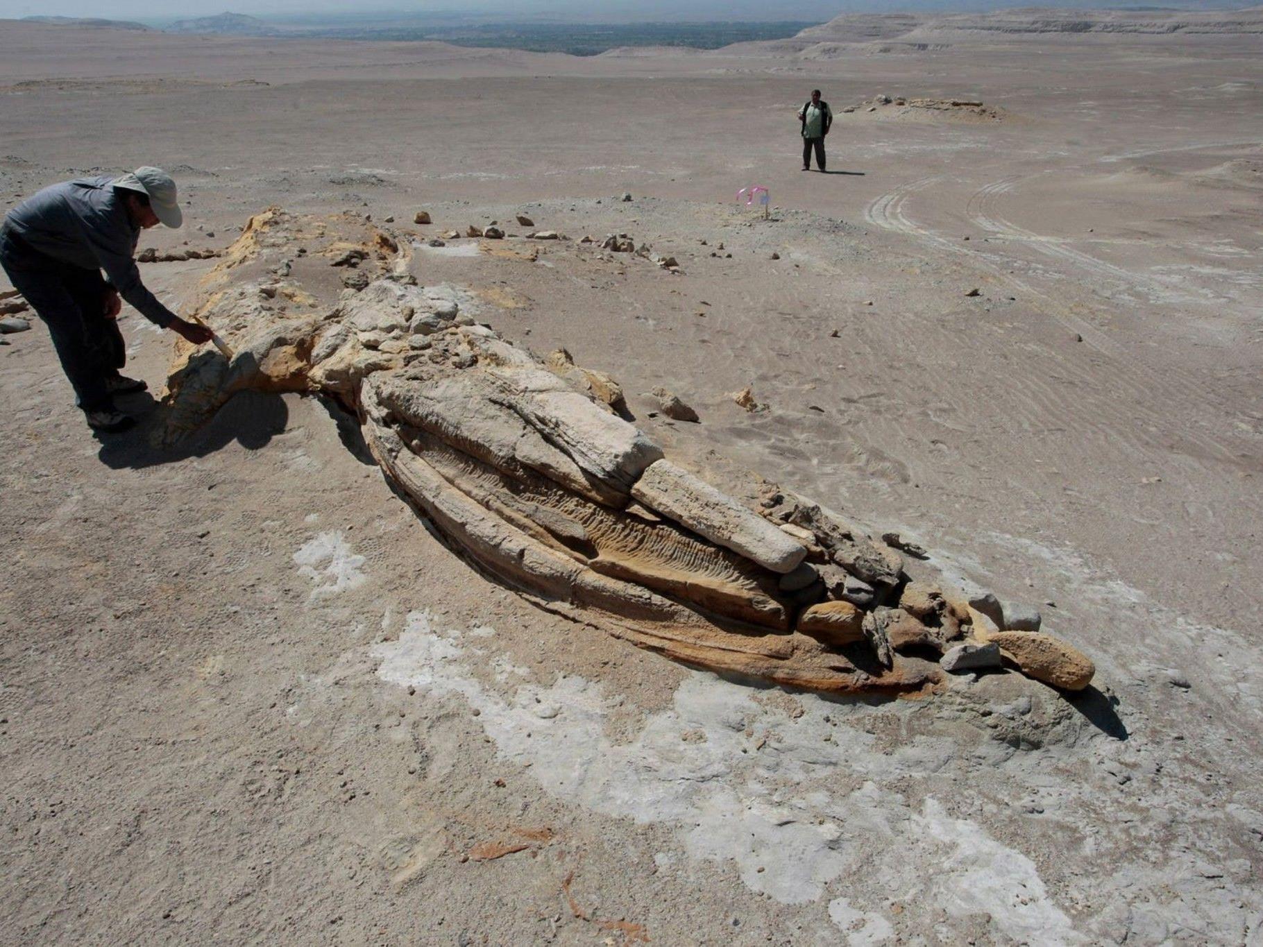 Forscher bargen in Peru Millionen Jahre alte Überreste.