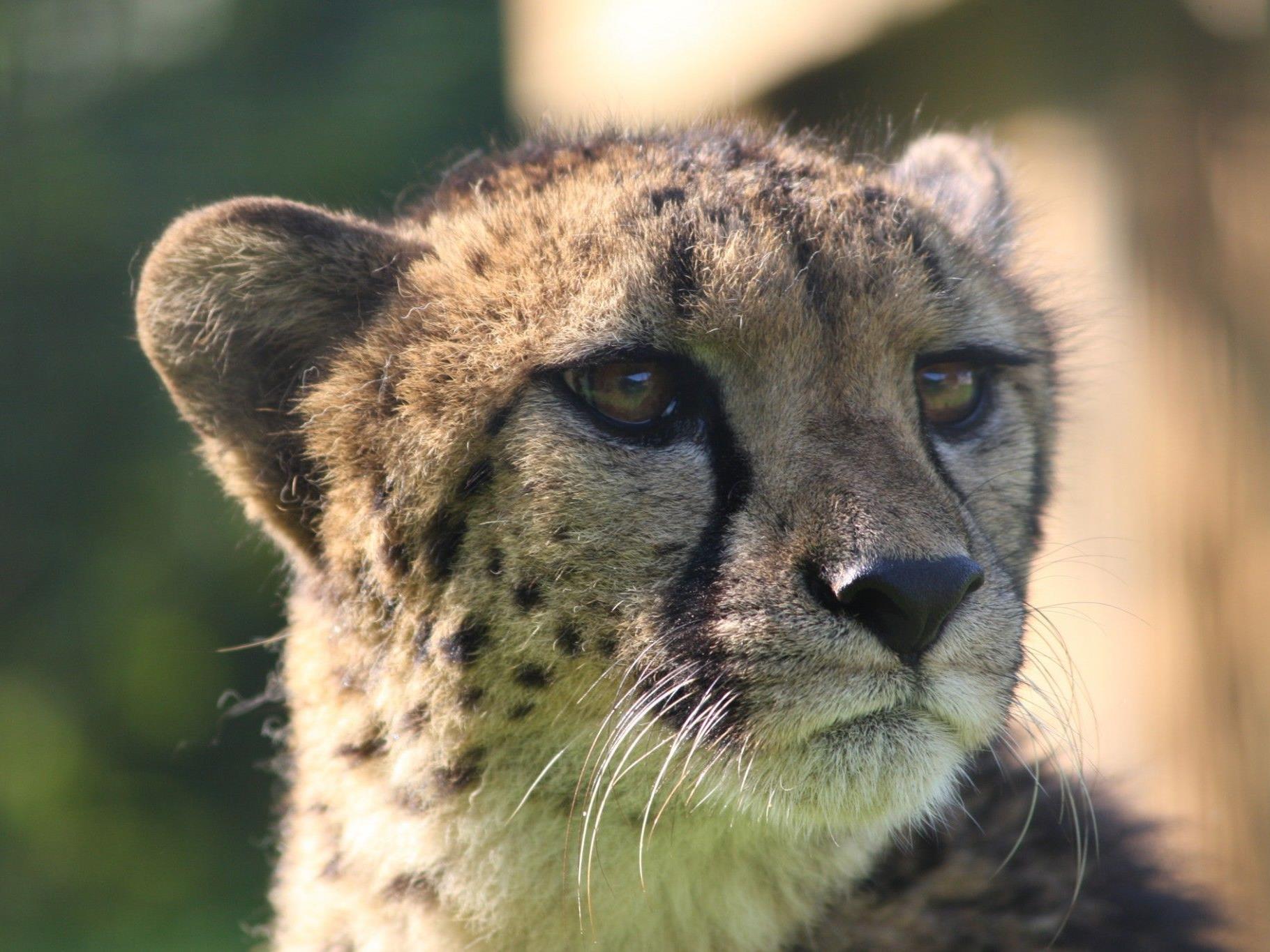 Gepardin Njika hat den Zoo Salzburg vorübergehend verlassen.