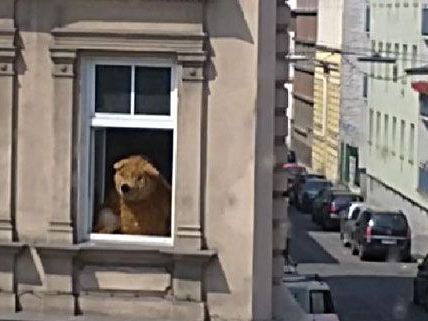 Ein Bär mitten in Wien! Wenn auch nur aus Plüsch ...