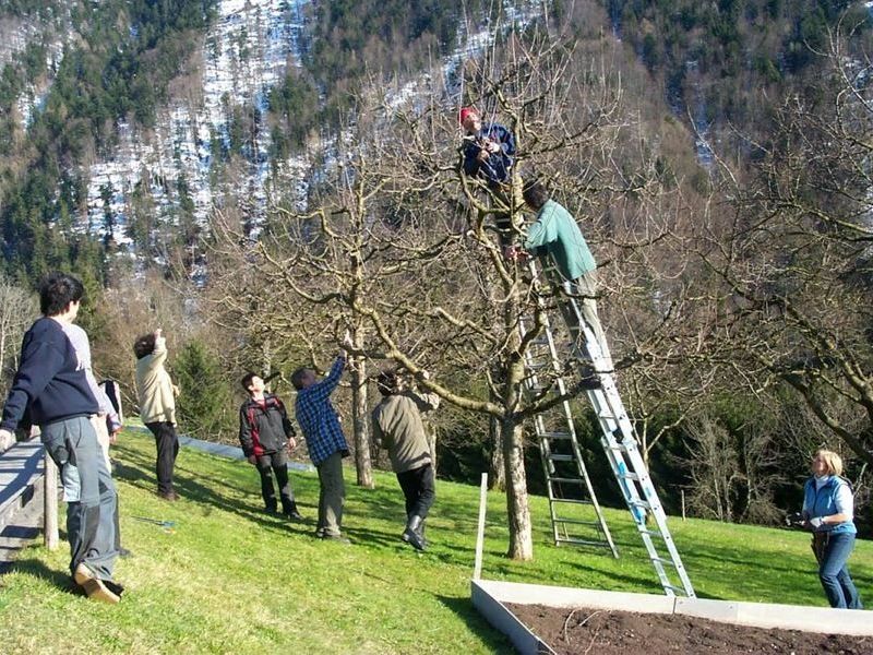 Baumschnittkurse gehören beim OGV Fraxern fix zum angebotenen Programm. Baumschnittkurse gehören beim OGV Fraxern fix zum angebotenen Programm.