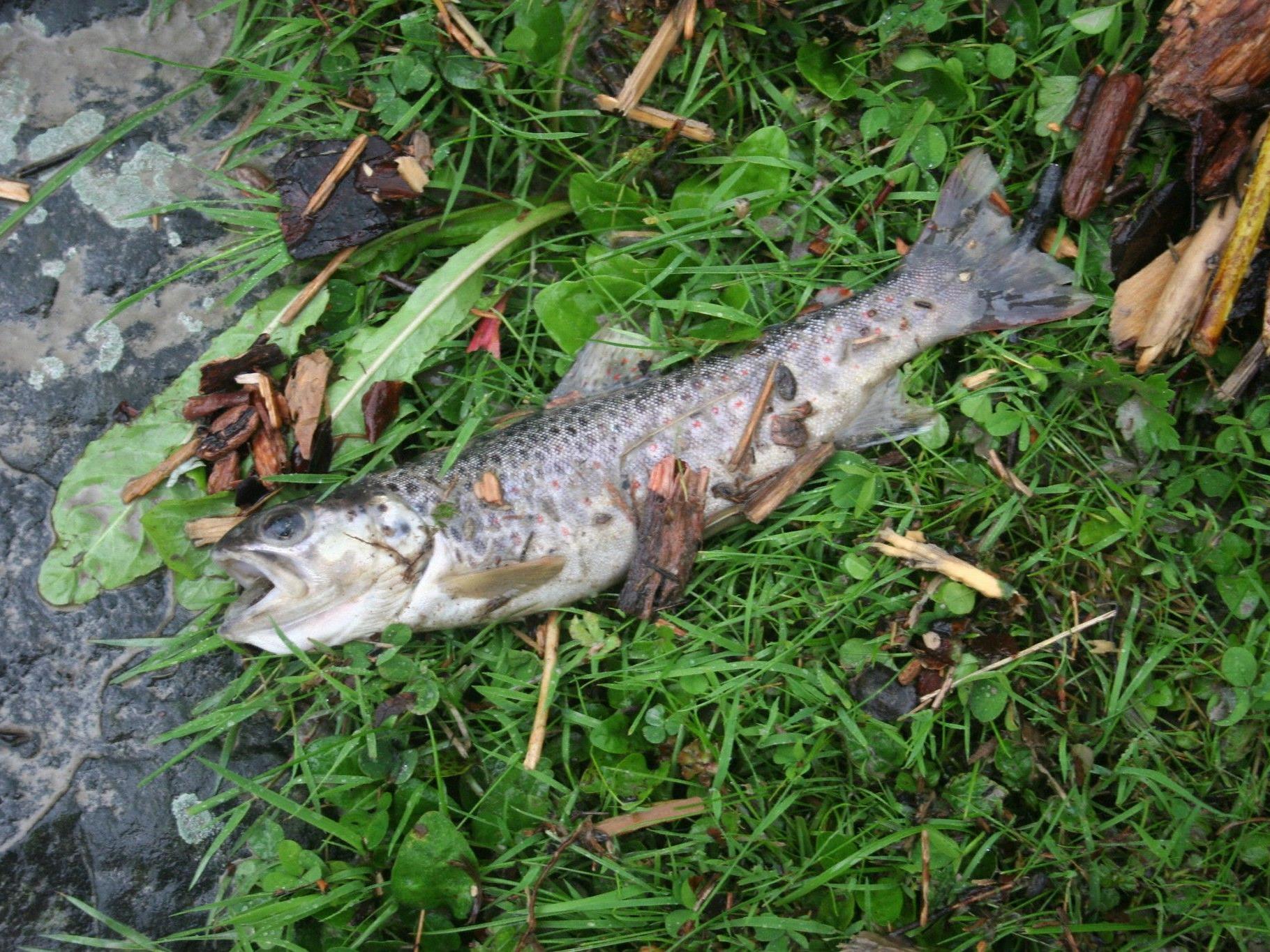 Rund 200 Kilo verschiedenster Fischarten verendeten in einem Fischteich in Gerau.