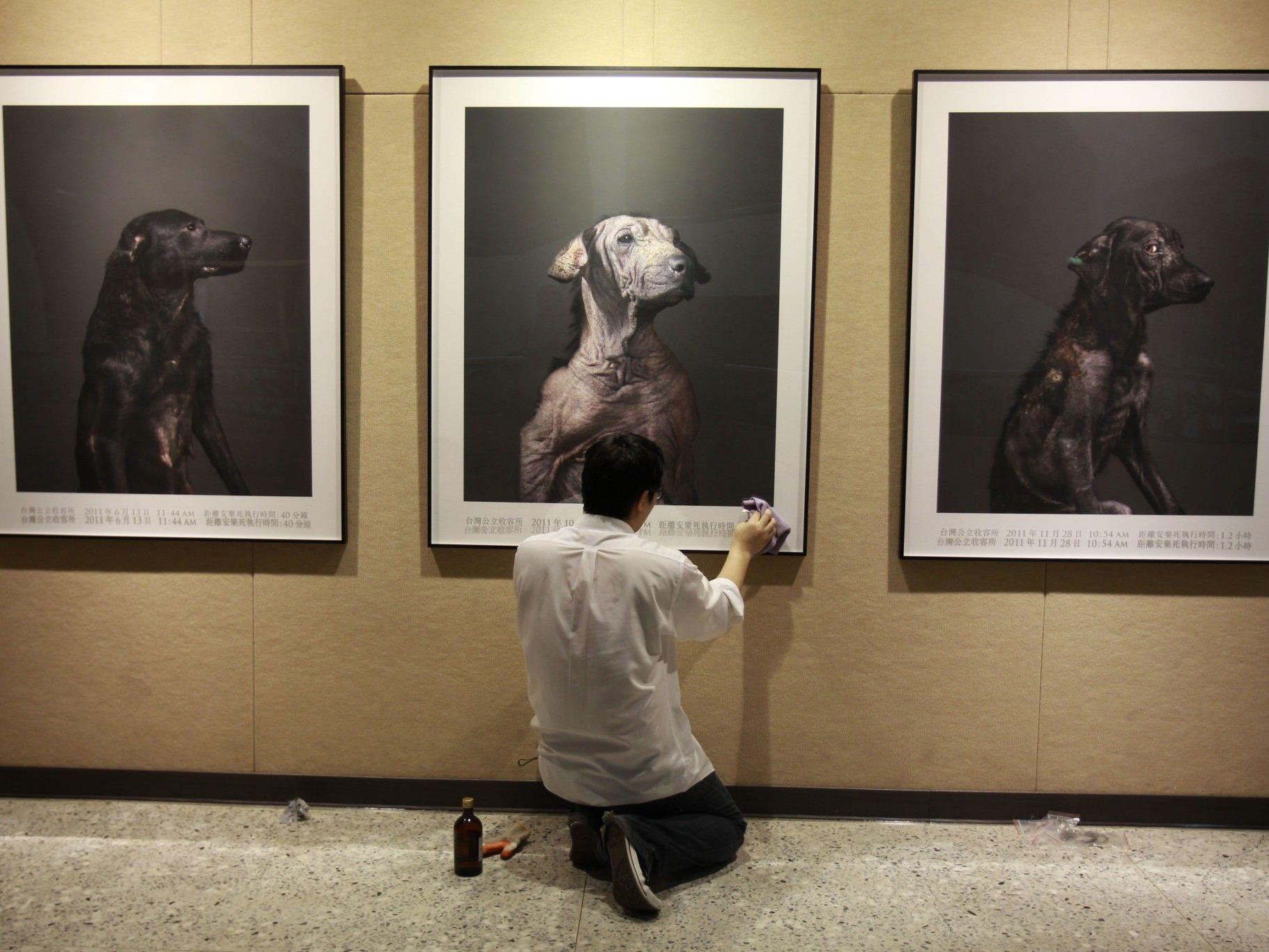 Tou Chih-Kang hält in den Fotos die letzten Minuten der Hunde fest.