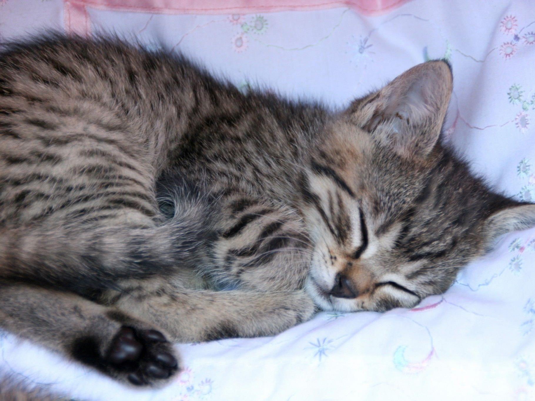 Das Kätzchen wurde nach der Rettung ins Linzer Tierheim gebracht.