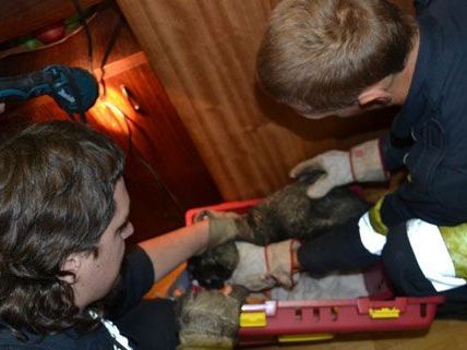 Kater "Tequilla" war hinter den Wandverbau geklettert und musste von der Feuerwehr befreit werden. Kater "Tequilla" war hinter den Wandverbau geklettert und musste von der Feuerwehr befreit werden.