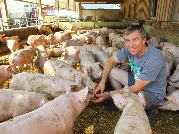 Konsequenzen gezogen: Markus Gstach stellt seinen Betrieb jetzt auf Strohschweine um. Konsequenzen gezogen: Markus Gstach stellt seinen Betrieb jetzt auf Strohschweine um.