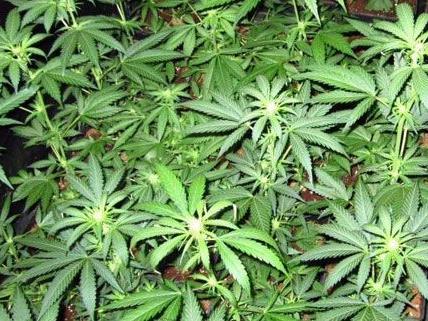 Fast 200 Cannabispflanzen fanden Beamten in einer Wohnung in Baden