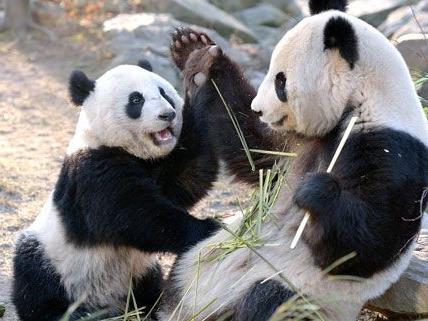 Fu Hu hat Geburtstag: Im Tiergarten Schönbrunn wird gefeiert