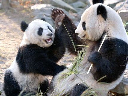 Fu Hu hat Geburtstag: Im Tiergarten Schönbrunn wird gefeiert Fu Hu hat Geburtstag: Im Tiergarten Schönbrunn wird gefeiert