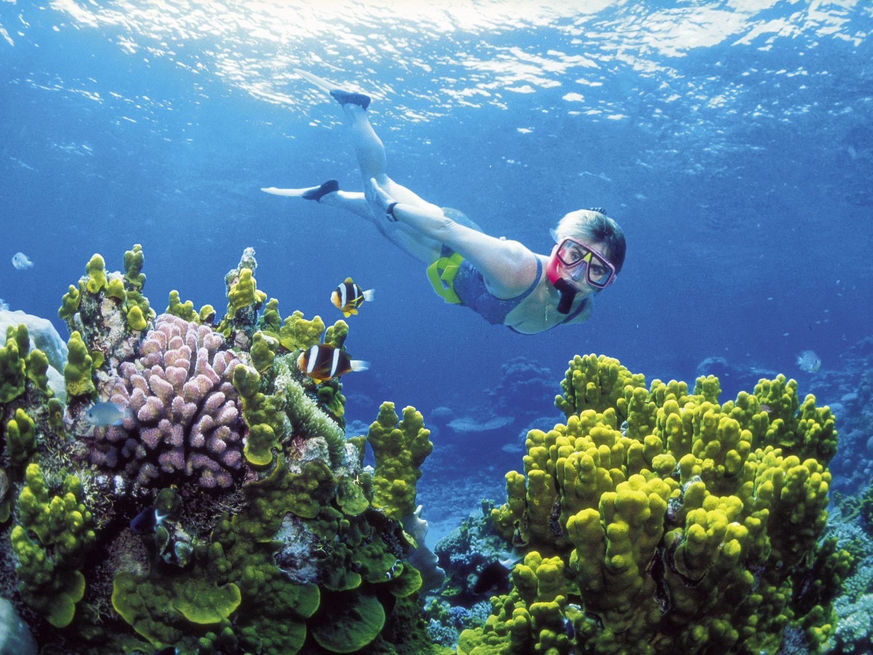 Naturjuwel Great Barrier Reef massiv vom Klimawandel bedroht. Naturjuwel Great Barrier Reef massiv vom Klimawandel bedroht.