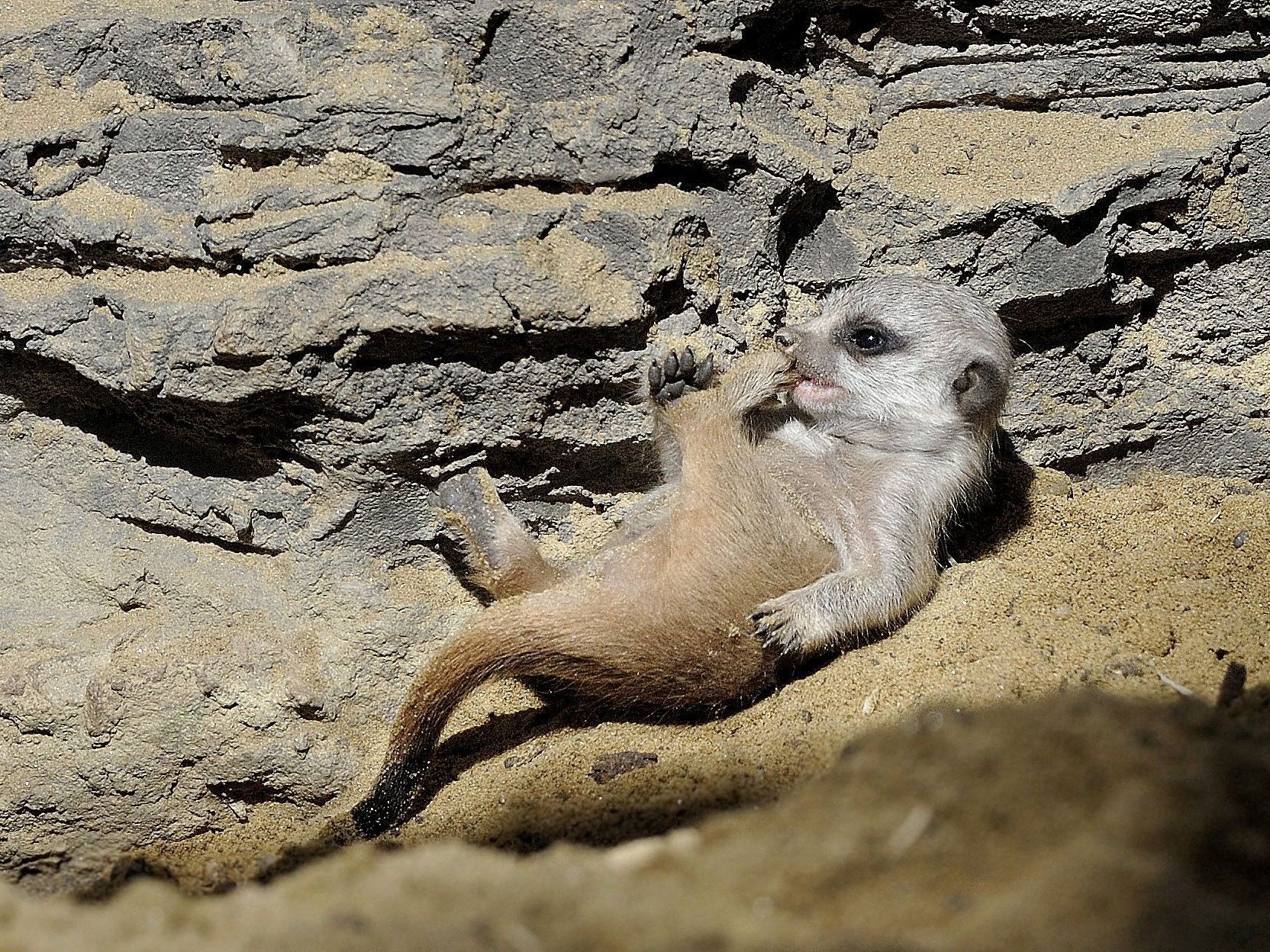 Eines der putzigen jungen Erdmännchen, die sich im Tiergarten Schönbrunn tummeln Eines der putzigen jungen Erdmännchen, die sich im Tiergarten Schönbrunn tummeln