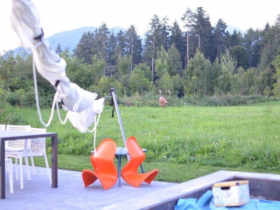 Dorfhirsch vor unserem Haus Dorfhirsch vor unserem Haus