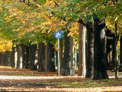 Der Benefizlauf geht durch die Prater Hauptalle