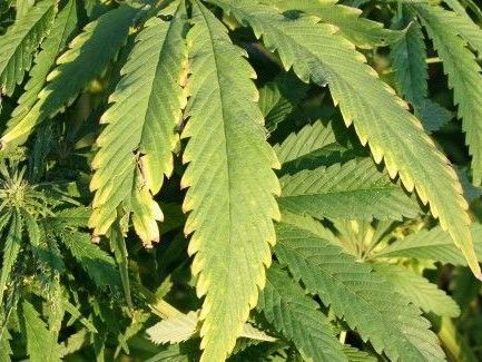 In Wien-Margareten wurde in einer Wohnung eine Hanfplantage gefunden. In Wien-Margareten wurde in einer Wohnung eine Hanfplantage gefunden.