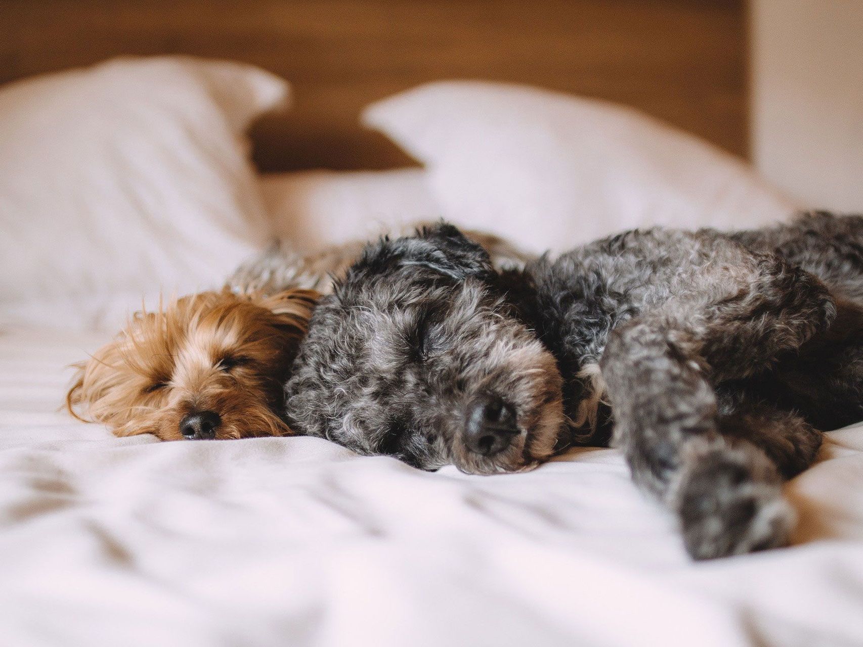 Auch Hunde brauchen mal Urlaub - zum Beispiel in einem Hundehotel in Wien