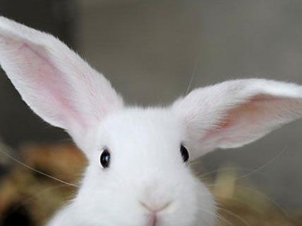 Die Häftlinge sollen sich in der Justizanstalt um Kaninchen aus dem Tierschutzhaus kümmern.