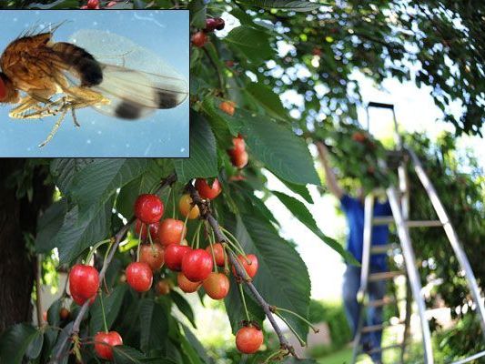 Die Fliege ist aus Asien eingewandert. Die Fliege ist aus Asien eingewandert.