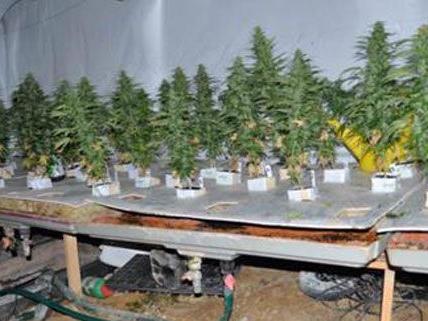 Eine Plantage mit 68 Cannabis-Pflanzen wurde im Bezirk St. Pölten sichergestellt.