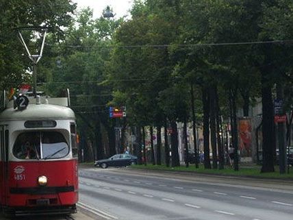 Wie viele Bäume müssen für den Ausbau des Ringstraßenradwegs gefällt werden? Wie viele Bäume müssen für den Ausbau des Ringstraßenradwegs gefällt werden?