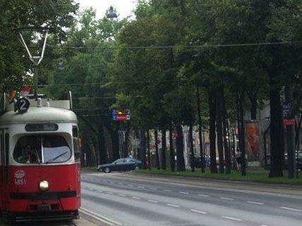 Wie viele Bäume müssen für den Ausbau des Ringstraßenradwegs gefällt werden?