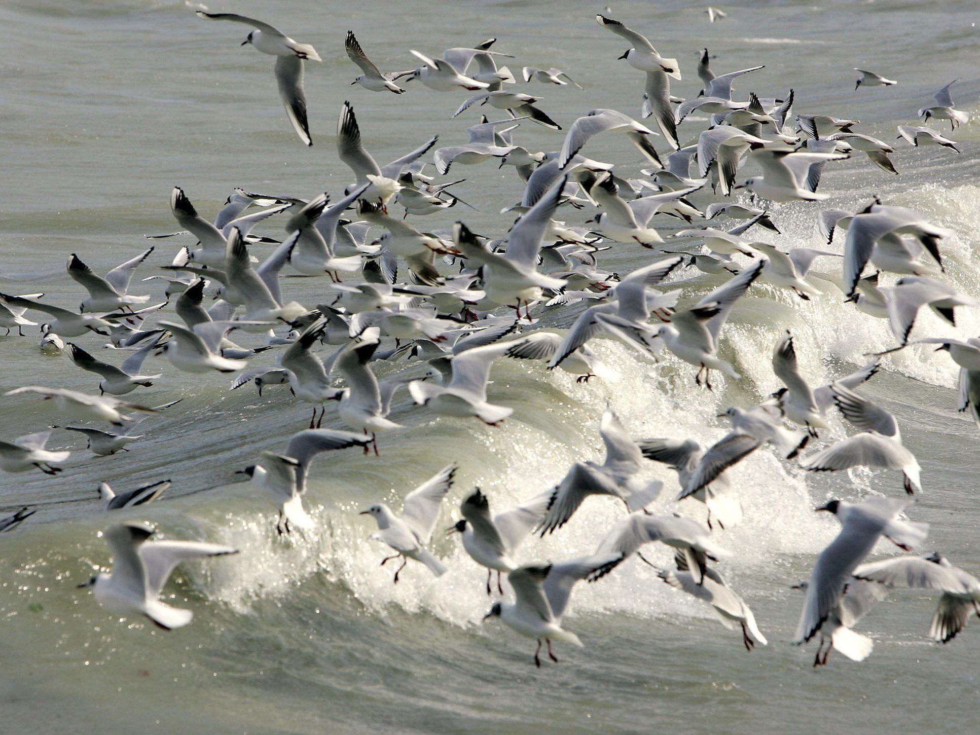 Greenpeace: Statt die Möwen zu erschießen, müsse etwas gegen die offenen Mülldeponien im Wasser getan werden, die die aasfressende Möwen-Art anlockten, Greenpeace: Statt die Möwen zu erschießen, müsse etwas gegen die offenen Mülldeponien im Wasser getan werden, die die aasfressende Möwen-Art anlockten,