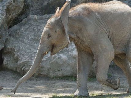 Am 6. August feiert Tuluba bereits seinen zweiten Geburtstag.