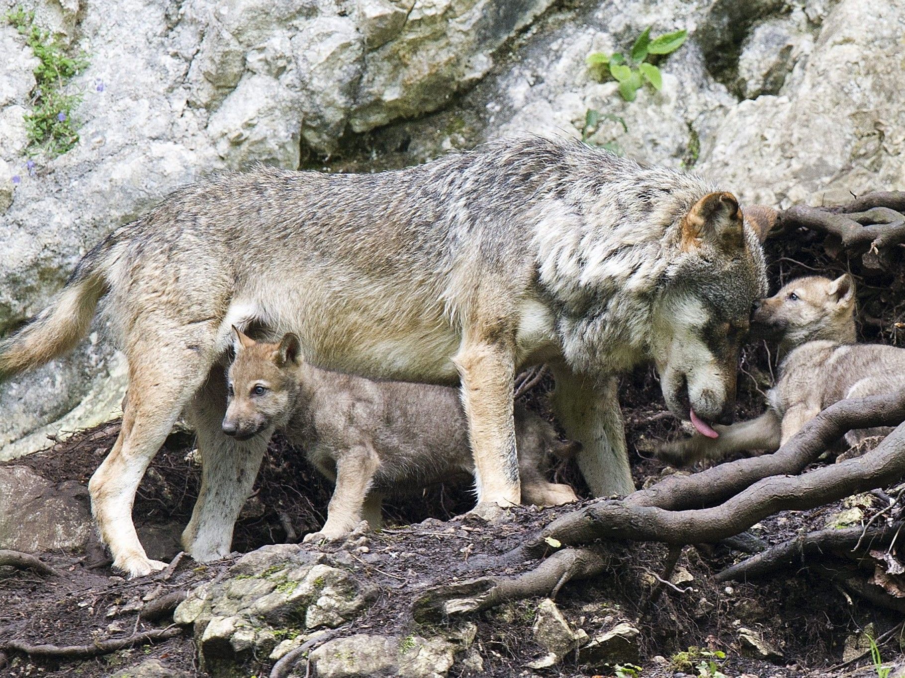 Wird dieser Anblick in Vorarlberg bald Alltag? Wird dieser Anblick in Vorarlberg bald Alltag?