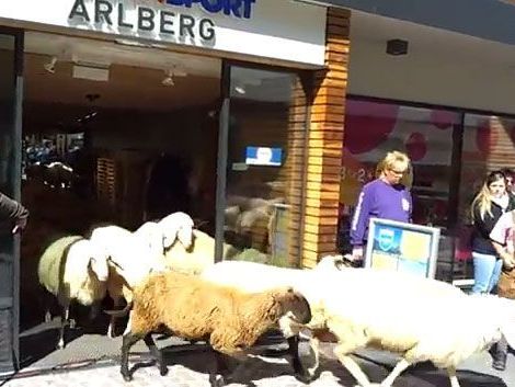 Rund 80 Tiere hatten sich bei Almabtrieb "verirrt". Rund 80 Tiere hatten sich bei Almabtrieb "verirrt".