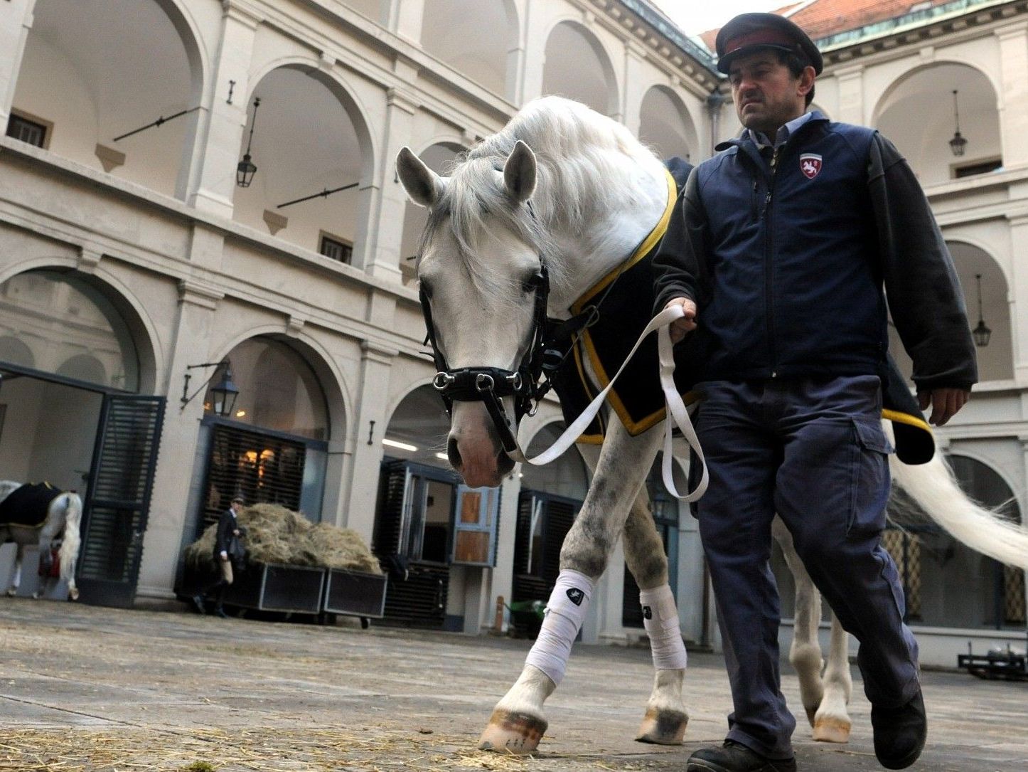 Die Lipizzaner der Spanischen Hofreitschule werden nun doch nicht durch die Wiener Innenstadt reiten. Die Lipizzaner der Spanischen Hofreitschule werden nun doch nicht durch die Wiener Innenstadt reiten.
