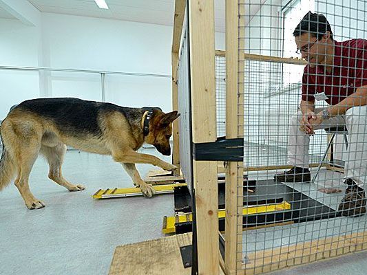 Am Clever Dog Lab an der Vetmeduni Wien wird das Verhalten von Hunden erforscht Am Clever Dog Lab an der Vetmeduni Wien wird das Verhalten von Hunden erforscht