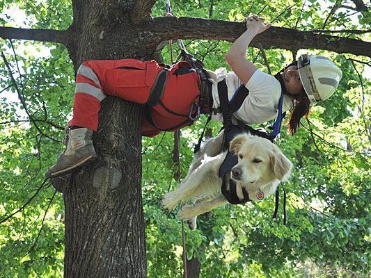 Gut trainierte Rettungshunde bleiben auch beim Abseilen ganz entspannt