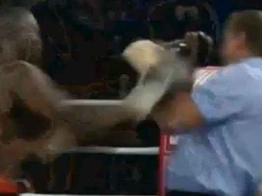 Übel erwischt: Nach diesem Treffer ging der Wiener Ringrichter auf den Boden. Übel erwischt: Nach diesem Treffer ging der Wiener Ringrichter auf den Boden.