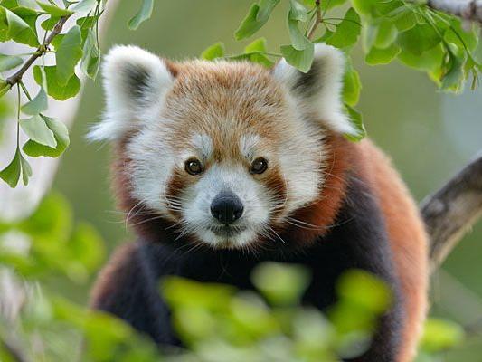 Zum Roter Panda-Tag gibt es in Schönbrunn ein vielseitiges Programm