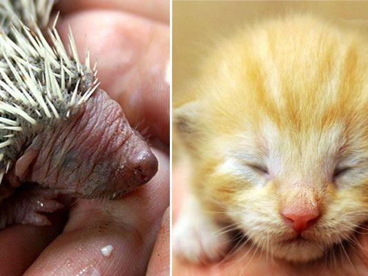 Sie sind so niedlich, aber wie zieht man kleine Igel und Katzen richtig auf? Sie sind so niedlich, aber wie zieht man kleine Igel und Katzen richtig auf?