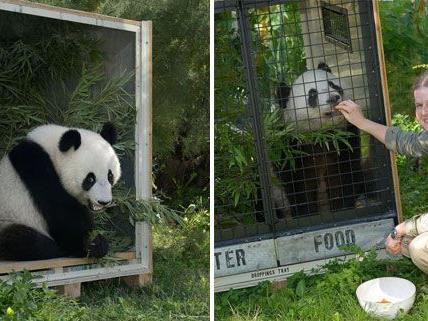 Ein Panda in der Box: Fu Hu fliegt von Wien nach China.