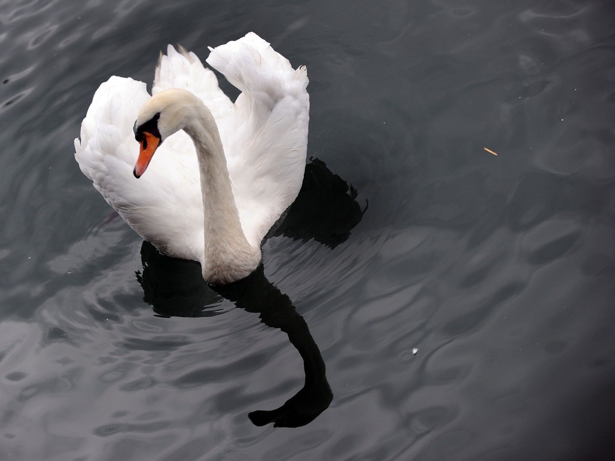 Schwan mit Steinbrocken erschlagen - Täter flüchteten. Schwan mit Steinbrocken erschlagen - Täter flüchteten.