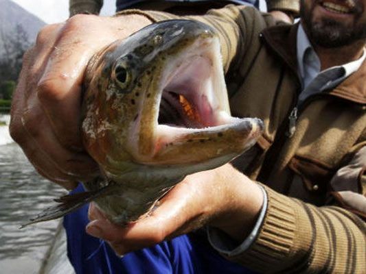 Ein Angler, der eine Forelle gefangen hatte, war beim Ausnehmen des Fischs auf einen Finger gestoßen. Ein Angler, der eine Forelle gefangen hatte, war beim Ausnehmen des Fischs auf einen Finger gestoßen.
