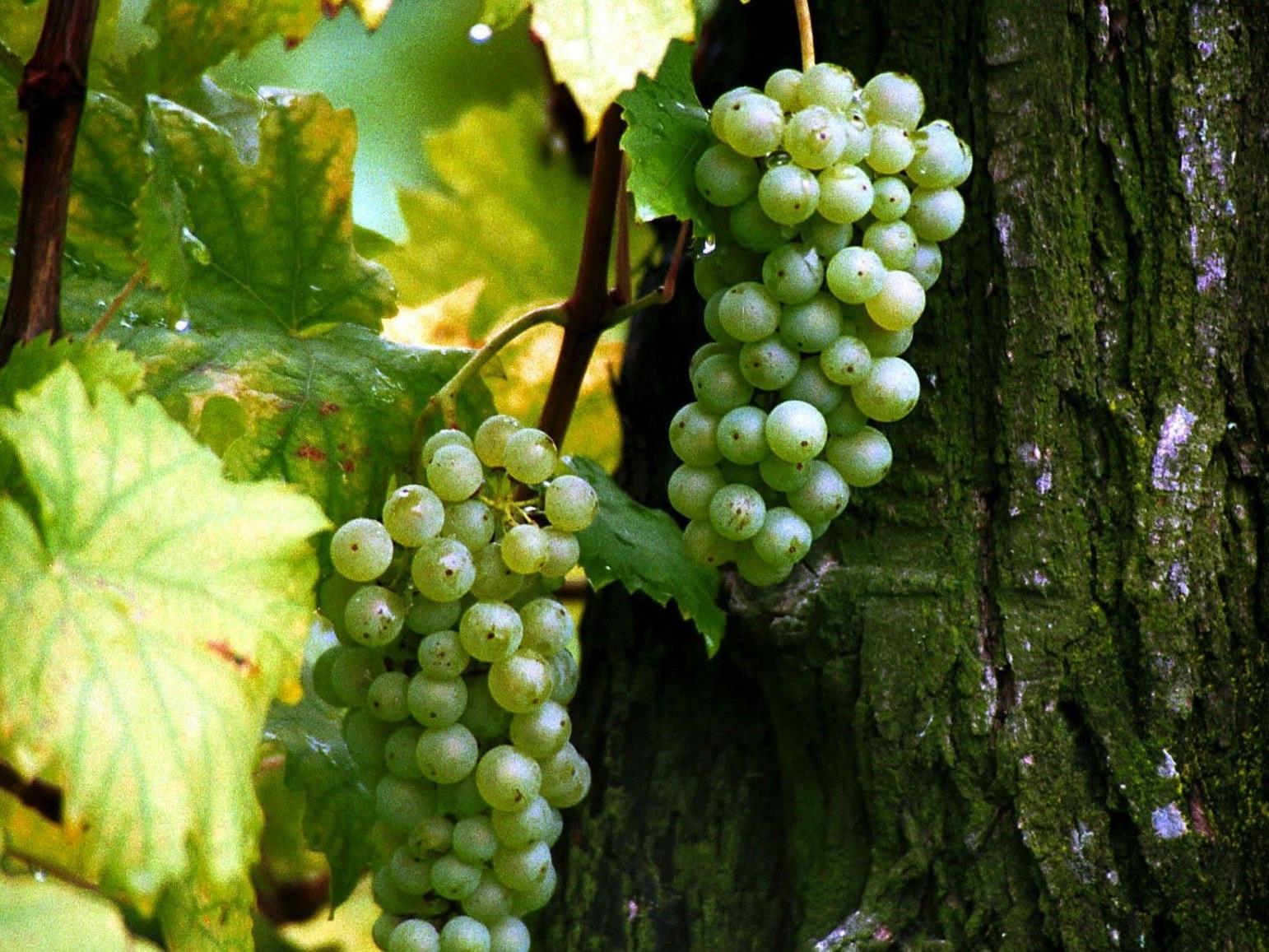 Am 29. und 30. Spetember findet der bereits 6. Wiener Weinwandertag statt.