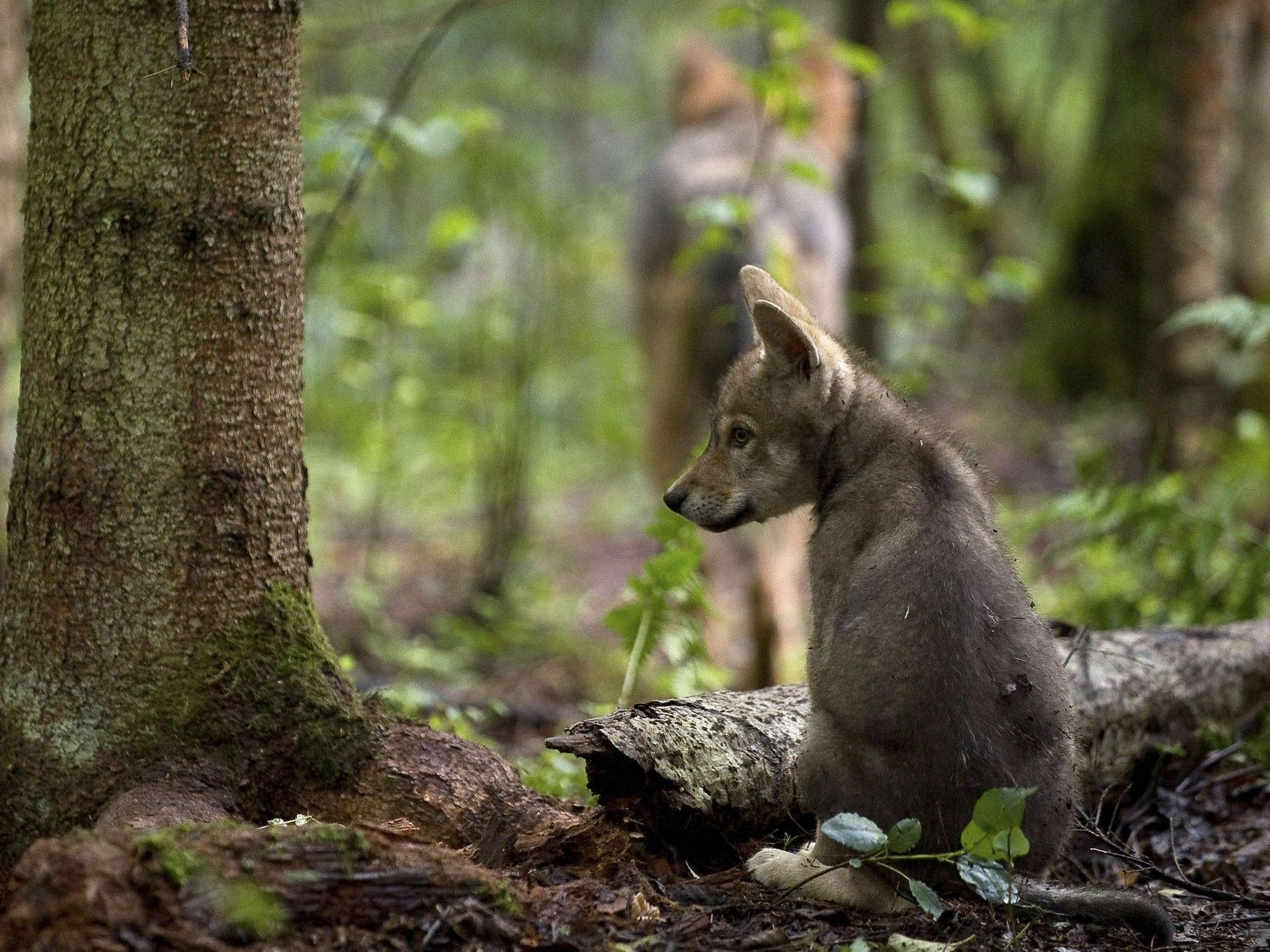 Hält der Wolf bald auch in Vorarlberg Einzug? Hält der Wolf bald auch in Vorarlberg Einzug?