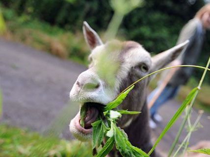 Auf dem Schaubauernhof am Festival der Tiere können Ziegen gestreichelt werden. Auf dem Schaubauernhof am Festival der Tiere können Ziegen gestreichelt werden.