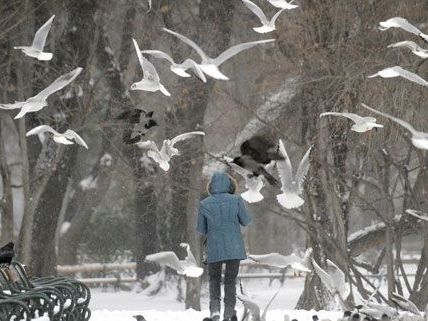 Der Wintereinbruch am Montag - mit rund fünf Zentimetern Neuschnee - brachte die Wiener nicht wirklich in Bedrängnis.