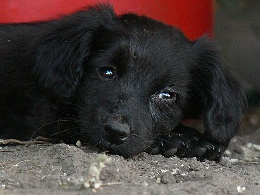 Benefiz zum Welttierschutztag: Der Verein Hope for Buksi kümmert sich um rund 100 Hunde im Tierheim Buksi Benefiz zum Welttierschutztag: Der Verein Hope for Buksi kümmert sich um rund 100 Hunde im Tierheim Buksi