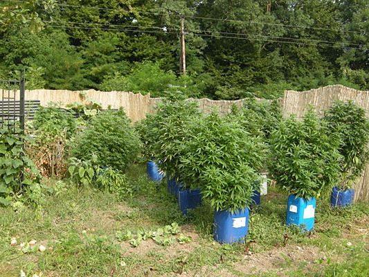 Zahlreiche Cannabispflanzen wurden in Niederösterreich sichergestellt
