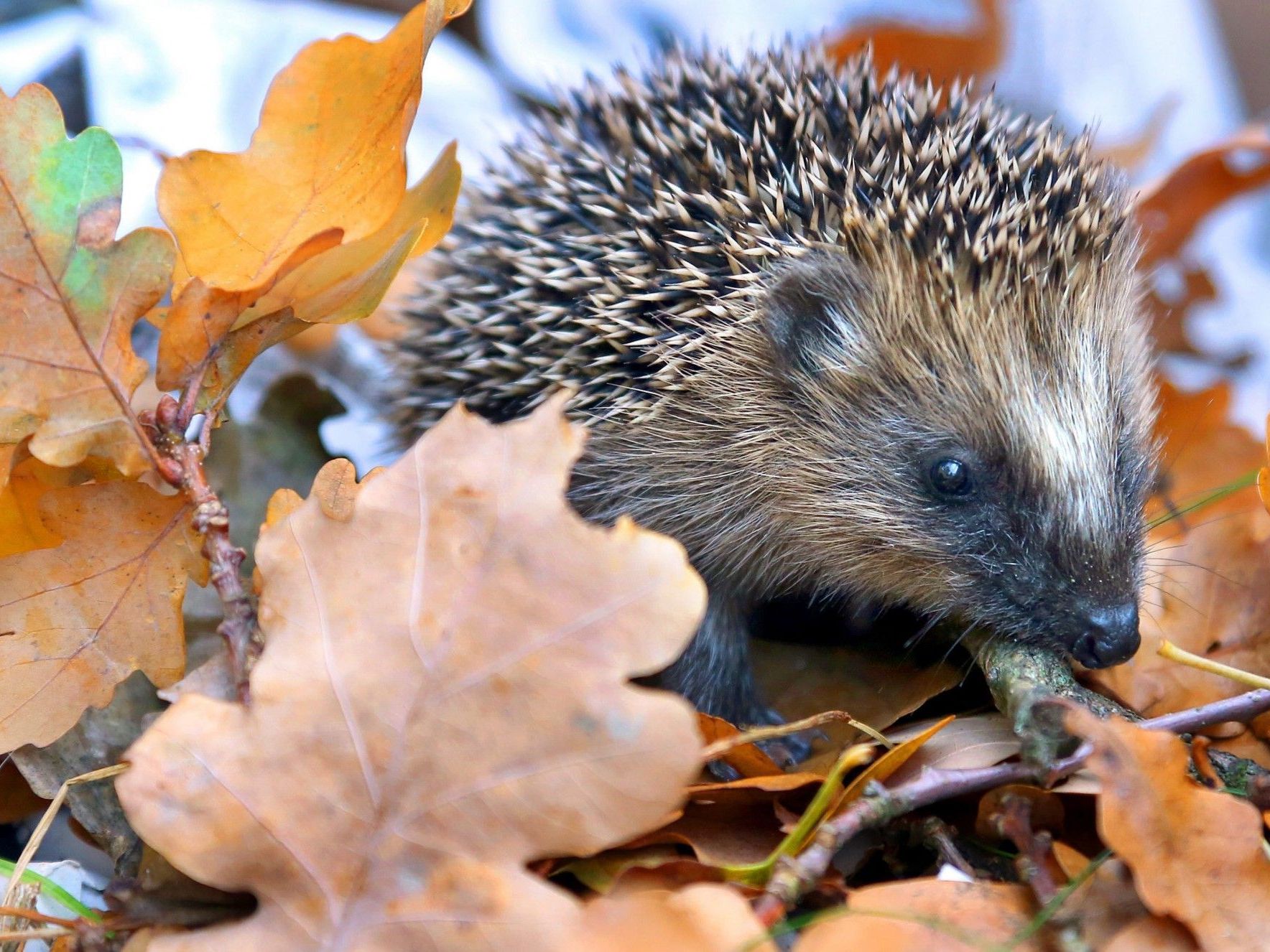 Der Igel kommt meist sehr gut allein zurecht. Der Igel kommt meist sehr gut allein zurecht.