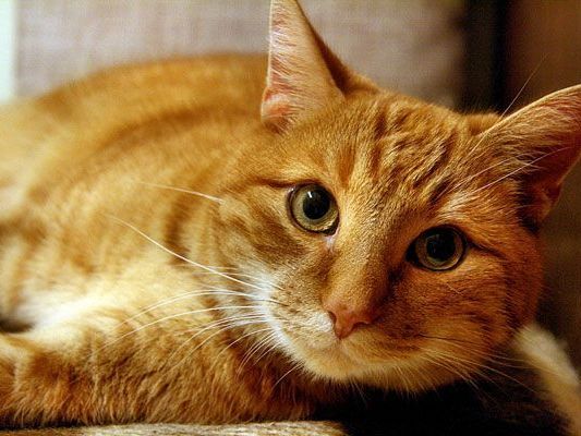 Nach dem Tod einer wertvollen roten Katze kam es in Wiener Neustadt zum Prozess Nach dem Tod einer wertvollen roten Katze kam es in Wiener Neustadt zum Prozess