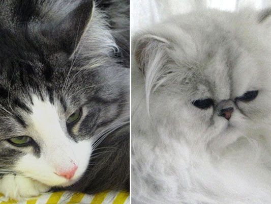 Bei der Katzenausstellung in Hollabrunn sind verschiedenste Tiere zu bewundern Bei der Katzenausstellung in Hollabrunn sind verschiedenste Tiere zu bewundern